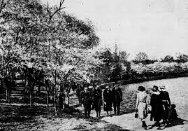 Introduction Cherry Blossom Trees Topics In Chronicling America Research Guides At Library Of Congress