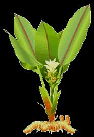 Image result for turmeric plant