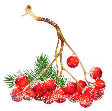 Transparent Christmas Snowy Holly Berries Png Clipart Rozhdestvenskie Cvety Letnie Podelki Dlya Detej Letnie Podelki