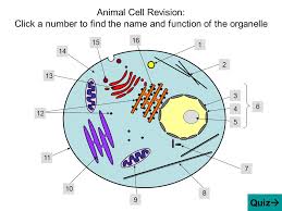 In this free spongelab science game, players use drag and drop tools to build an animal cell and learn about cell structure, organelles, and dna. 31 Cell Structure Label Quiz Labels Design Ideas 2020