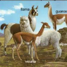Evidence for the domestication of bactrian camels has. New World Camelids Which Habitat In South America In There In Front Of Download Scientific Diagram