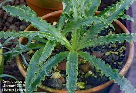 Image result for Drimia calcarata