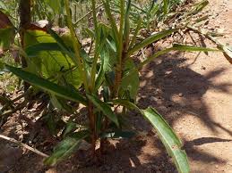 Image result for Tricliceras longepedunculatum