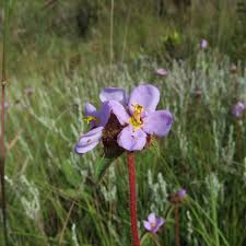 Image result for Antherotoma naudinii