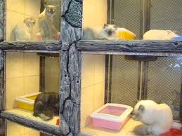 افضل محل بيع قطط بالرياض cat shop home appliances box fan