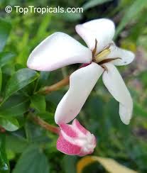 Image result for Hyperacanthus amoenus