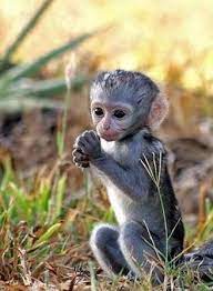 14 Adorable Animals Praying For The Weekend Cute Baby Monkey Cute Baby Animals Baby Animals Funny