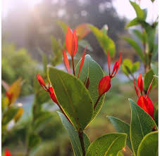 Image result for Eugenia natalitia