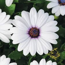 Weisses Kapkorbchen Online Kaufen Bei Gartner Potschke Balkon Pflanzen Schmetterlingspflanzen Und Sommerblumen