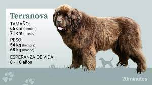 Cómo es el terranova, un perro de salvamento fuerte, noble y protector, que  resulta fácil de adiestrar y buen compañero para los niños