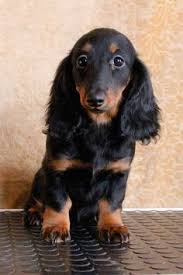 Black And Tan Dachshund Puppy Black And Tan Dachshund Black And Tan Dachshunds Black And Tan Sausage Dog Black And Tan Weiner Dog Black And Tan Wiener Dogs Cute Black And Tan Dachshund B With Images Dogs