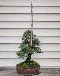 If you have an interest in bonsai, feel free to come to one of our meetings and or workshops. My Lightning Struck Coast Redwood Tree Has Never Been A More Accurate Representation Of Nature In Miniature As It Is Now During The Current State Of California Bonsai