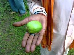 Image result for Catunaregam stenocarpa