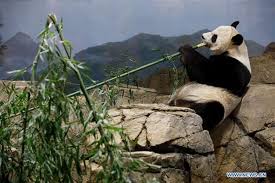 Satu dari banyak foto stok gratis yang menakjubkan dari pexels. Netizen China Klaim Panda Raksasa Yang Ada Di Kebun Binatang Washington Tidak Dirawat Dengan Baik Halaman All Kompas Com