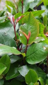 Image result for Catha edulis