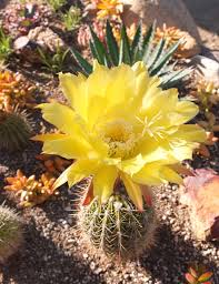 How are cacti different from other plants? Trichocereus Hybrid Sunflower Huge 8 Bloom Has Fragrance Of Citrus Stem Thick To 8 X 3 Tall Blooms Form After Stem Plants Cactus Plants Cactus Garden