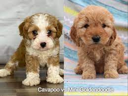 I love dogs, so i started my kennel 13 years ago and have enjoyed it ever since. What Is A F1b Cavapoo Puppies
