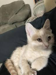 The immune response to each of. Li L Nibbles Kitten Food Meow Mix