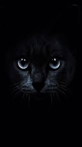 schwarze katze mit tapete der blauen augen tapeziert schone katzen black noir c est noir augen blac cat background cat with blue eyes cat wallpaper