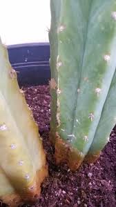 Fill the pot with the soil mixture until it is about 2/3 full. Ask A Question Forum San Pedro Cactus Help Garden Org