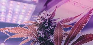 Maybe you would like to learn more about one of these? How Much Area Does A 1000 Watt Grow Light Cover Grow Light Info