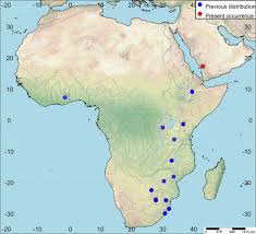 Image result for Agelanthus terminaliae