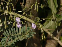 Image result for Commicarpus