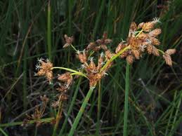 Image result for Schoenoplectus confusus