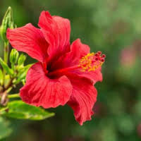 From rustic beauty to boho fashion, enjoy the natural beauty of our everlasting dried flower bouquets. Organic Hibiscus By Chuksprime International Limited Supplier From Nigeria Product Id 1018960