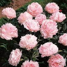 Three types of peonies make up the genus paeonia. Top Picks 23 Perfect Peonies Better Homes Gardens