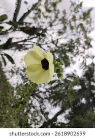 Image result for Hibiscus diversifolius