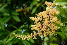 Close Up Of Mango Flowers In A Farm, A Branch Of Inflorescence Mango  Flowers. Stock Photo, Picture and Royalty Free Image. Image 86754643.