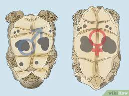 How To Tell If A Turtle Is Male Or Female: 8 Steps (With Pictures)