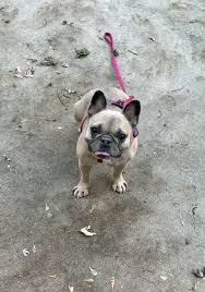 As we are responsible for the sold puppies of our funny frenchies, we possess all the necessary methods of breeding and training the pupps in order to help them to adapt to the house where they are going to live with the new owner French Bulldog Rescue Network Poppy In Ny