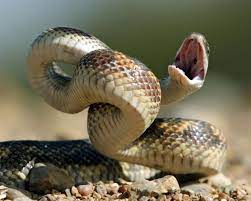 On windows, press f11 to play in full screen mode. To Scientists Surprise Even Nonvenomous Snakes Can Strike At Ridiculous Speeds Science Smithsonian Magazine