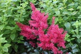 Astilbe Montgomery Japonica Hybrid Astilbe Shade Plants Herbaceous Perennials