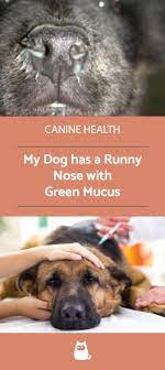 My Dog Has A Runny Nose With Green Mucus Causes And Prevention In 2021 Dog Runny Nose Dog Nose Dogs