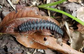 Image result for Pleopeltis macrocarpa