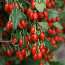 Lycium Barbarum Goji Sweet Lifeberry Growing Goji Berries Goji Berries Plant Berry Plants