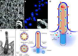 What is the purpose of cilia and flagella. Role Of Primary Cilia In The Pathogenesis Of Polycystic Kidney Disease American Society Of Nephrology