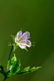 Image result for Geranium mlanjense