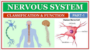 Nervous System Part 1 Classification And Function Of Nervous System Youtube