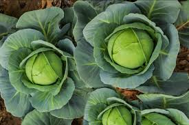 Discover five vegetable seeds to sow in august, below. Vegetables And Herbs To Plant In August