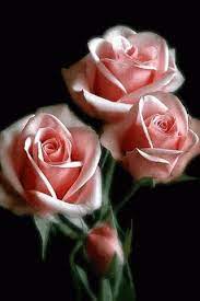 Flowers gif my flower pretty flowers beautiful gif beautiful roses beautiful pictures fest des fastenbrechens vogel gif valentine's day quotes. Flowers Gifs Beautiful Bouquets Blossoming Buds