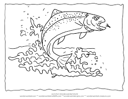 Rainbow Trout Coloring Page Rainbow Trout Pictures For Fish Coloring Pages Fish Coloring Page Rainbow Trout Picture Coloring Pages