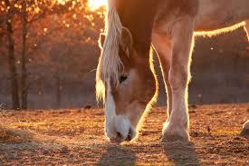 The westerfelds raise belgian draft horses just outside of batesville, indiana. Belgian Horse Breed History Colors Uses Overall Care Tips