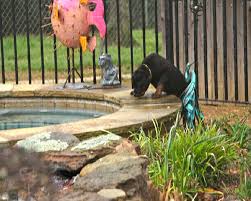 Liver Diets For Dogs With Chronic Liver Disease B Naturals Com Newsletter