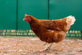 Photos and breed information for rhode island red chickens, a good layer of brown eggs that are often described as 'bricks' due to their rectangular shape. Rhode Island Red Chicken Breed Guide Know Your Chickens