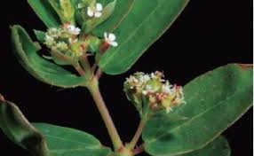 Image result for Euphorbia hyssopifolia
