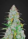 Californian Snow Auto » Feminized Autoflower Cannabis Seeds